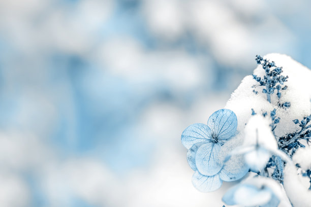 花下的雪图片下载