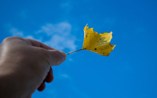 手里握着黄叶。图片下载