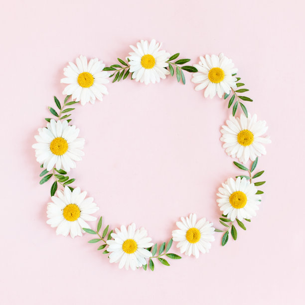 圆框，洋甘菊花环，花瓣，叶子在粉红色的背景。平躺，俯视图图片下载