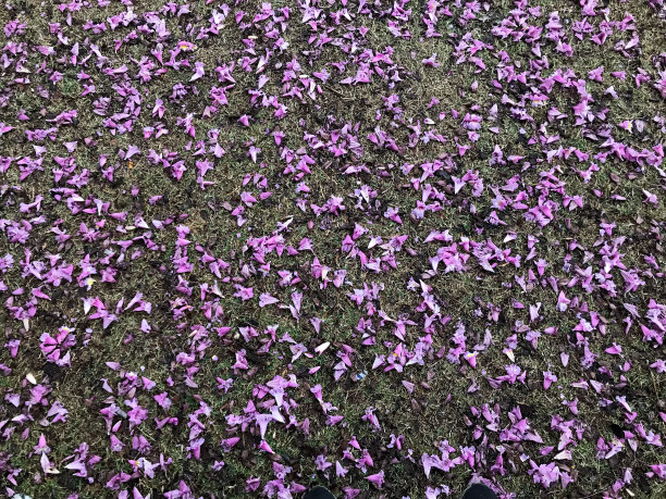 地上有许多茧图片下载