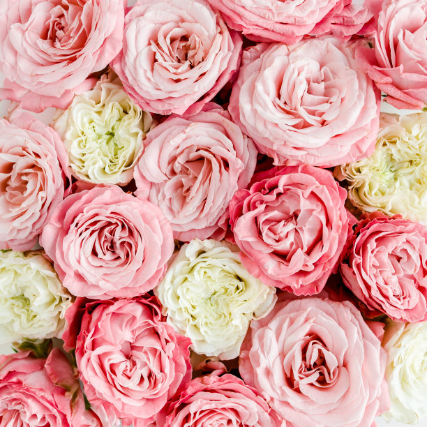 花的背景纹理制成的粉红色玫瑰花蕾。平躺，俯视图花卉背景图片下载