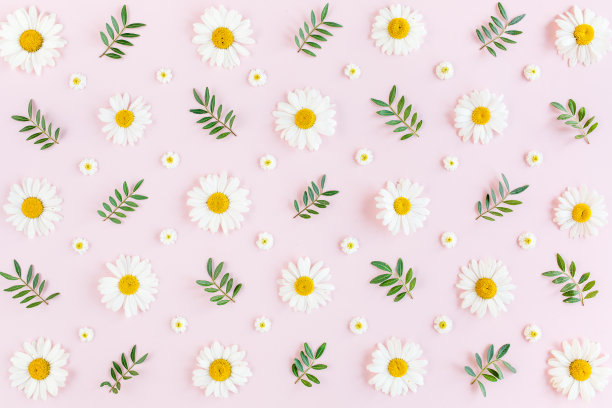 图案洋甘菊，花瓣，叶子在粉红色的背景。平躺，俯视图图片下载