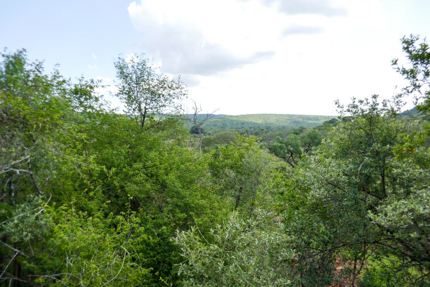 南非克鲁格国家公园图片下载