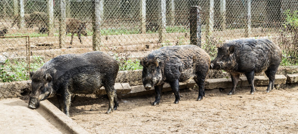 非洲猪瘟野猪图片下载