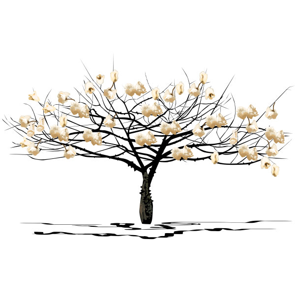 幼树西叶(木棉Miller L.)有显露的果实，有落叶图片下载