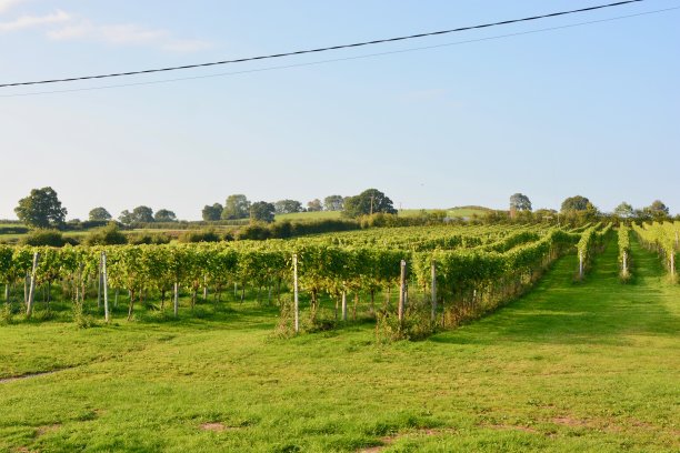 葡萄园在威尔士图片下载