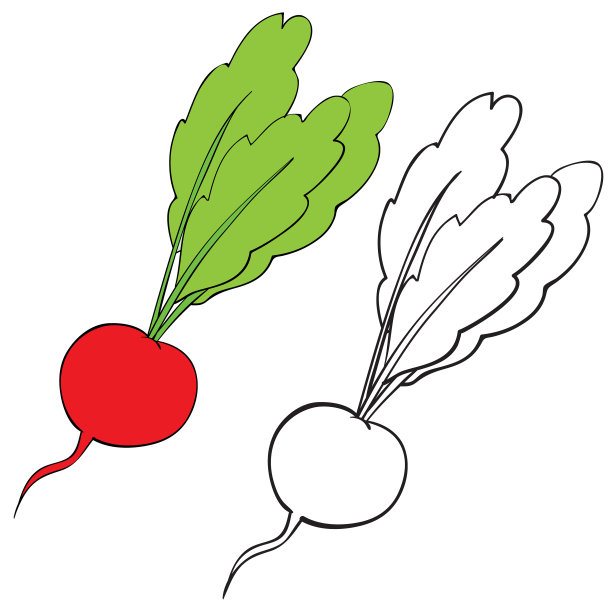 萝卜的颜色和没有颜色的轮廓图片下载