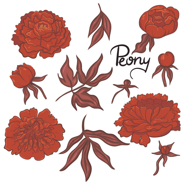 设置红色牡丹孤立在白色背景图片下载