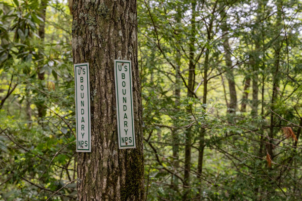 烟雾中的边界树图片下载