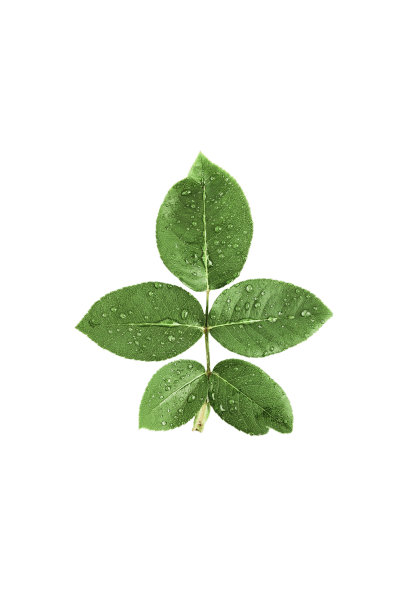 绿叶像玫瑰，露珠点缀在白色的背景上。一个孤立的对象。俯视图，极简构图图片下载
