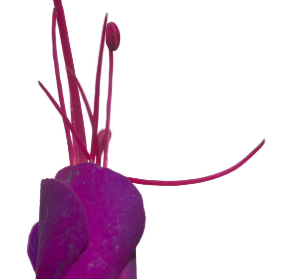 近处是紫红色的花图片下载