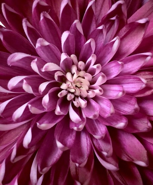 花中心图片下载