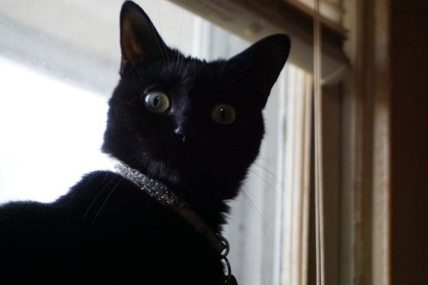 黑色惊讶的猫图片下载