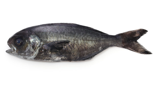 太平洋barrelfish图片下载