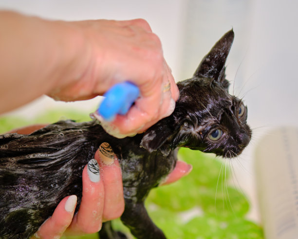 清洗小猫的皮毛后，洗去跳蚤，兽医，梳理。图片下载