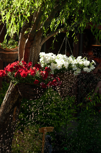 盆中挂着牵牛花图片下载