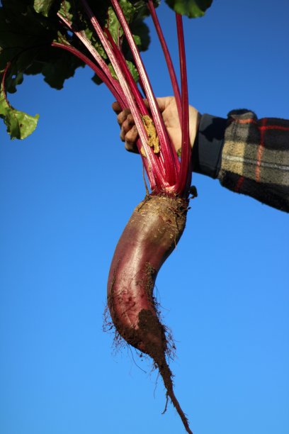 农民手捧着大甜菜根在秋季花园收获的照片图片下载