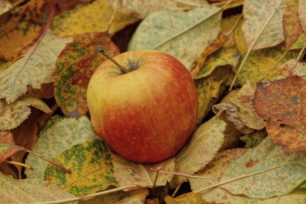 秋天的花园里，苹果躺在枯叶上图片下载
