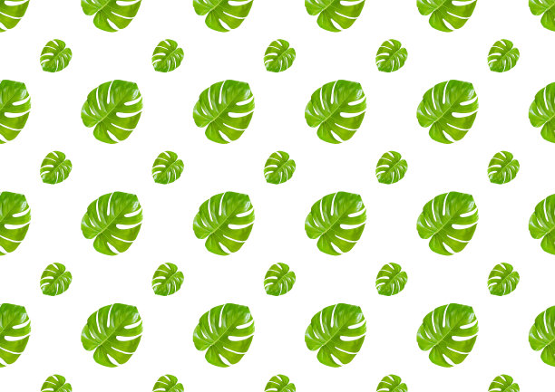 无缝模式与热带绿色怪物叶孤立在白色背景。图片下载