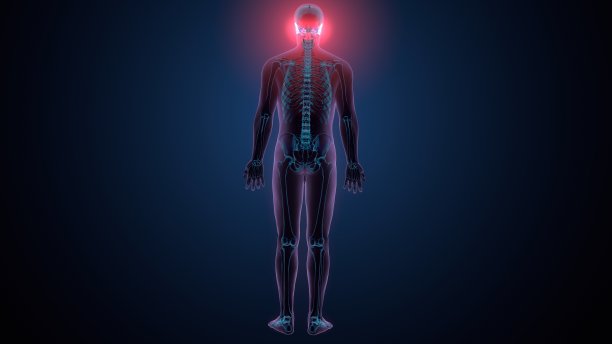 人体骨骼、颅骨、颞骨解剖的三维插图图片下载