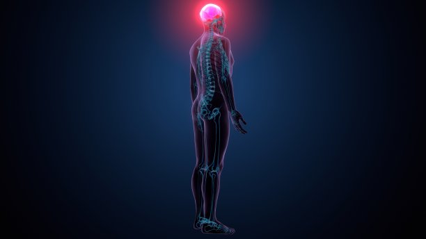 人体骨骼颅骨顶骨解剖的3d插图图片下载