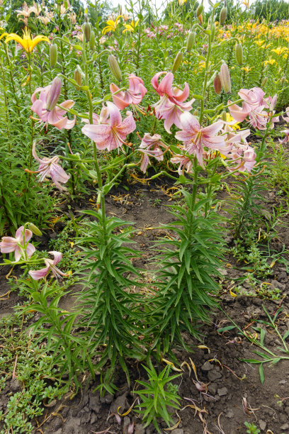 真正的百合花与粉红色的向下面对在六月花的全长视图图片下载