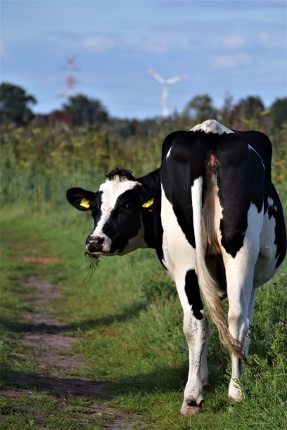 黑和白从后面看奶牛图片下载