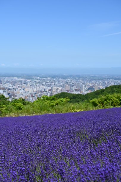 拉本德和札幌市图片下载
