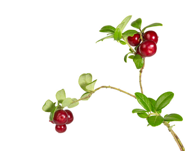 酸果蔓的果实和叶子。的餐厅。图片下载