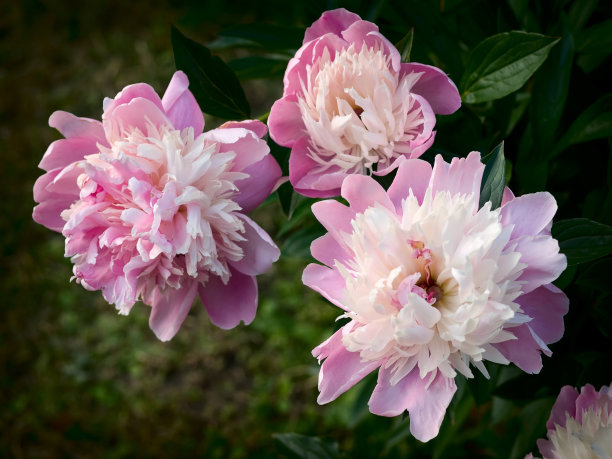 三朵牡丹图片下载