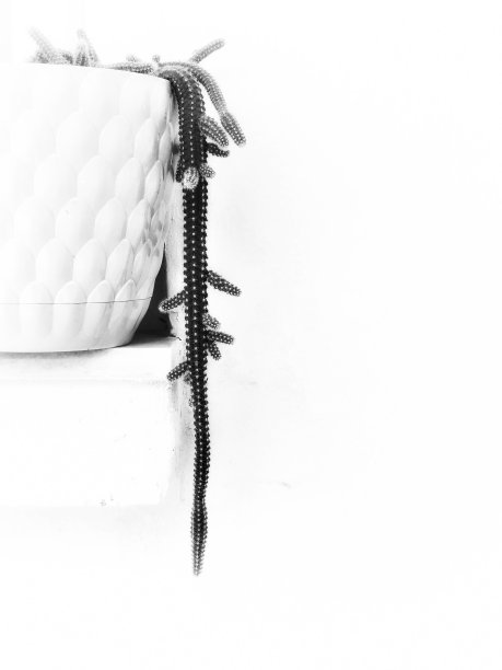 仙人掌花挂在花盆上图片下载