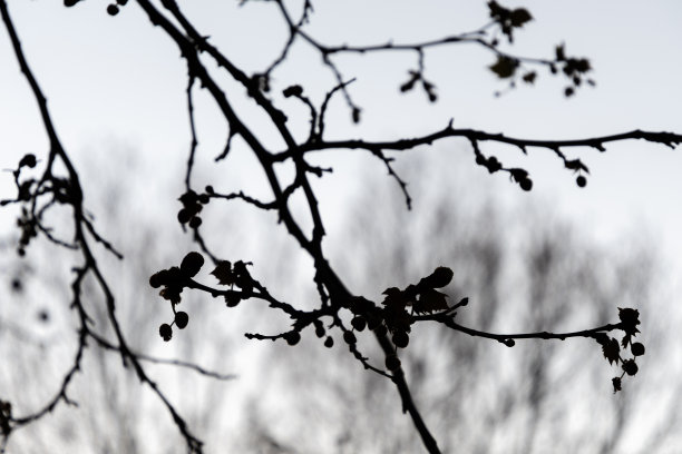 树枝剪影的黑白照片图片下载