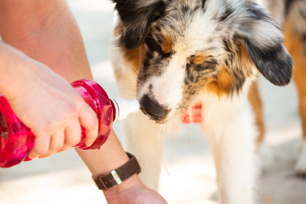 边境牧羊犬小狗在炎热的夏天喝水图片下载
