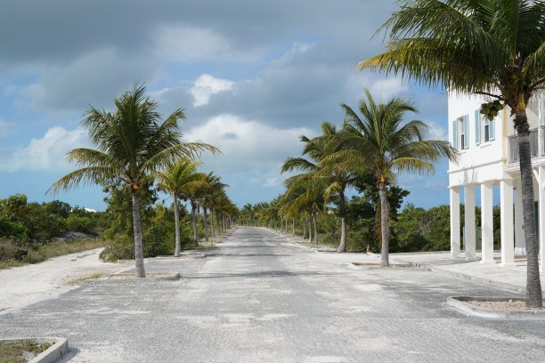 没有人的街道和棕榈树图片下载