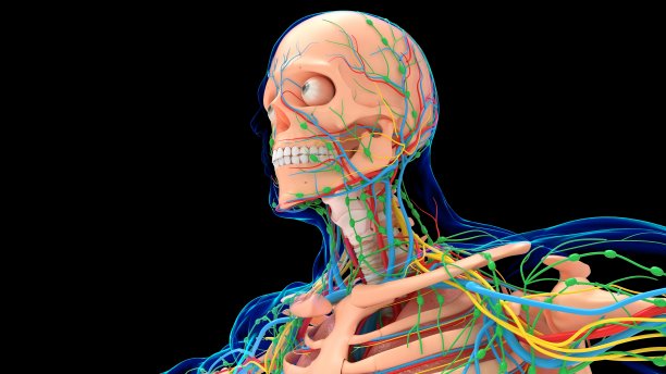 人体骨骼解剖循环系统和肺的医疗概念3D图片下载