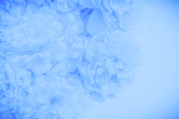 美丽的抽象颜色蓝色花在白色的背景，紫色的花框架和蓝色的叶子纹理，蓝色的背景，深蓝色的图形横幅图片下载