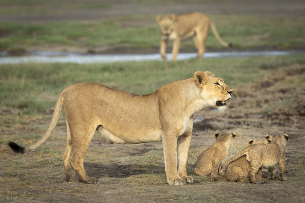 一只母狮和她的三只小狮子一起站在坦桑尼亚的恩杜图图片下载