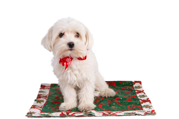 带领结的马耳他比雄图片下载