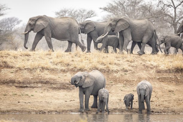 在南非克鲁格公园，一群大象带着许多小婴儿在干燥的冬天喝水图片下载