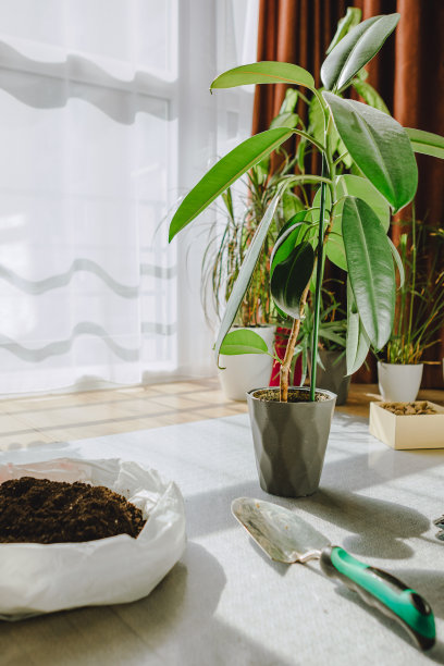 准备植物移植回家花图片下载