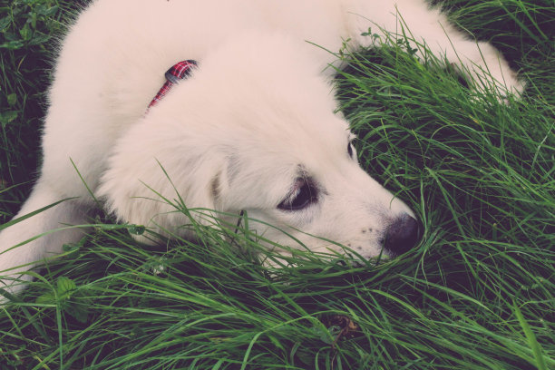 户外白色金毛小狗图片下载