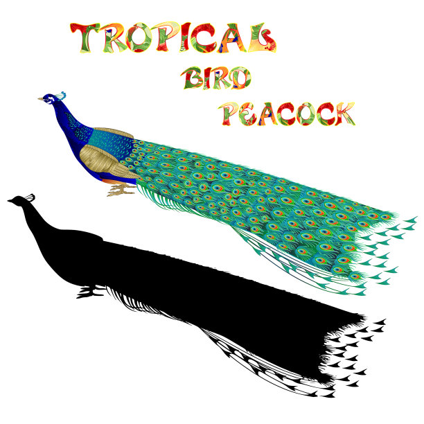 自然和剪影热带鸟类美图片下载