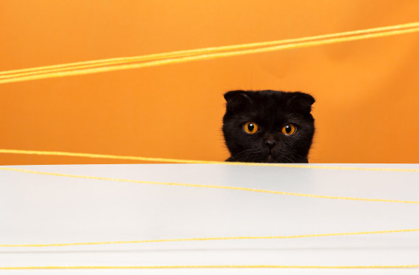 苏格兰折短毛母猫看着困惑的眼睛绳索图片下载