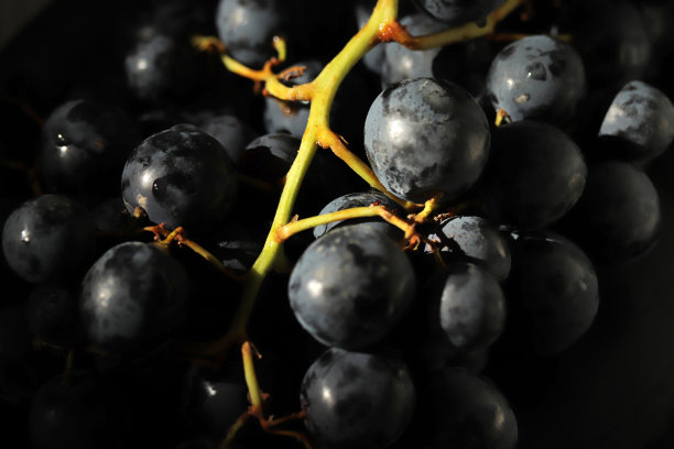 大而新鲜的黑葡萄图片下载