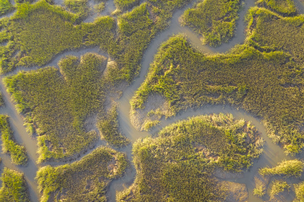 沼泽地的鸟瞰图图片下载