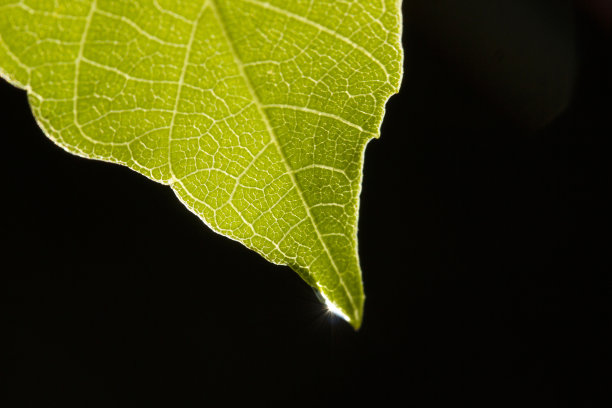 水滴在绿叶上图片下载