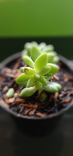 花的不华丽之美图片下载