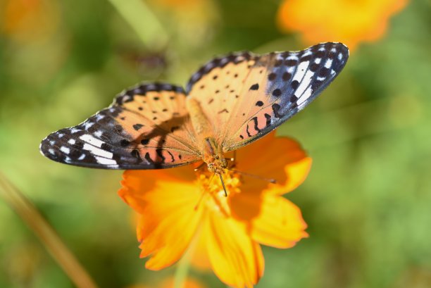 金色宇宙(硫化宇宙)和一只蝴蝶图片下载
