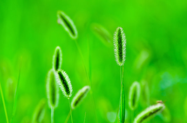 一个有些狐尾图片下载