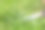 在明亮的夏天阳光明媚的一天，男人的手在后院花园修剪绿草的小指甲剪刀的特写细节视图。精准完美的草坪修剪护理保养和服务理念图片下载